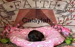 German Shepherd dogs for sale: Calaylah - Image 2