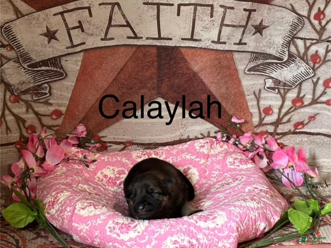 German Shepherd dogs for sale: Calaylah - Image 2