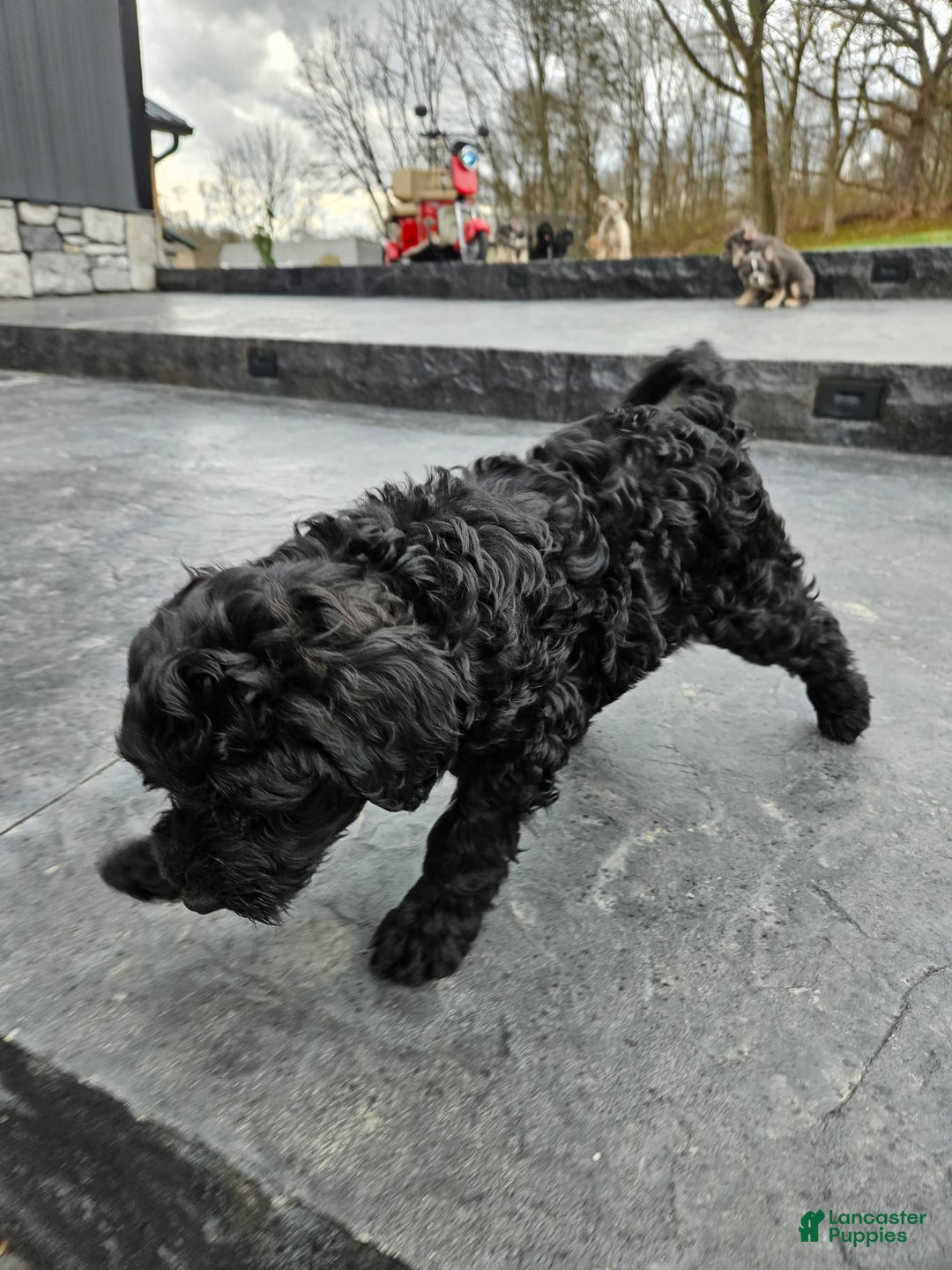 Portuguese Water Dog dogs for sale: Sara - Image 4