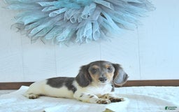 Miniature Dachshund dogs for sale: Isaac Rare Color - Image 1