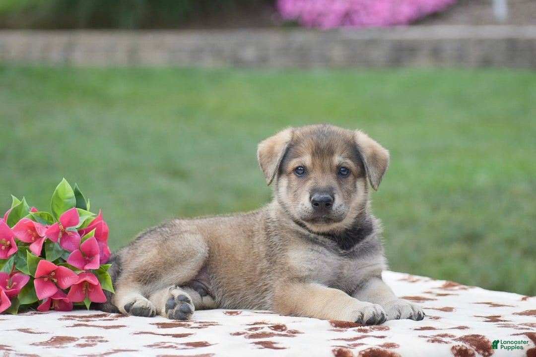 German Shepherd dogs for sale: Angus - Image 3