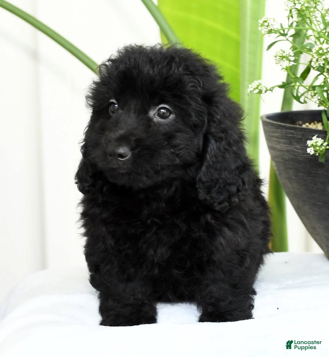 Mini Goldendoodle dogs for sale: Hailey - Image 4