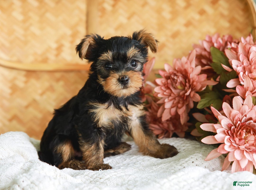 Yorkshire Terrier dogs for sale: Lillian Teacup - Image 10