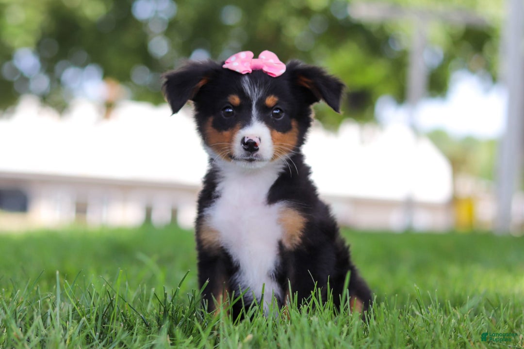 Mini Bernedoodle dogs for sale: Lucy - Image 2
