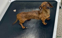 Miniature Dachshund dogs for sale: Griffin - Image 11