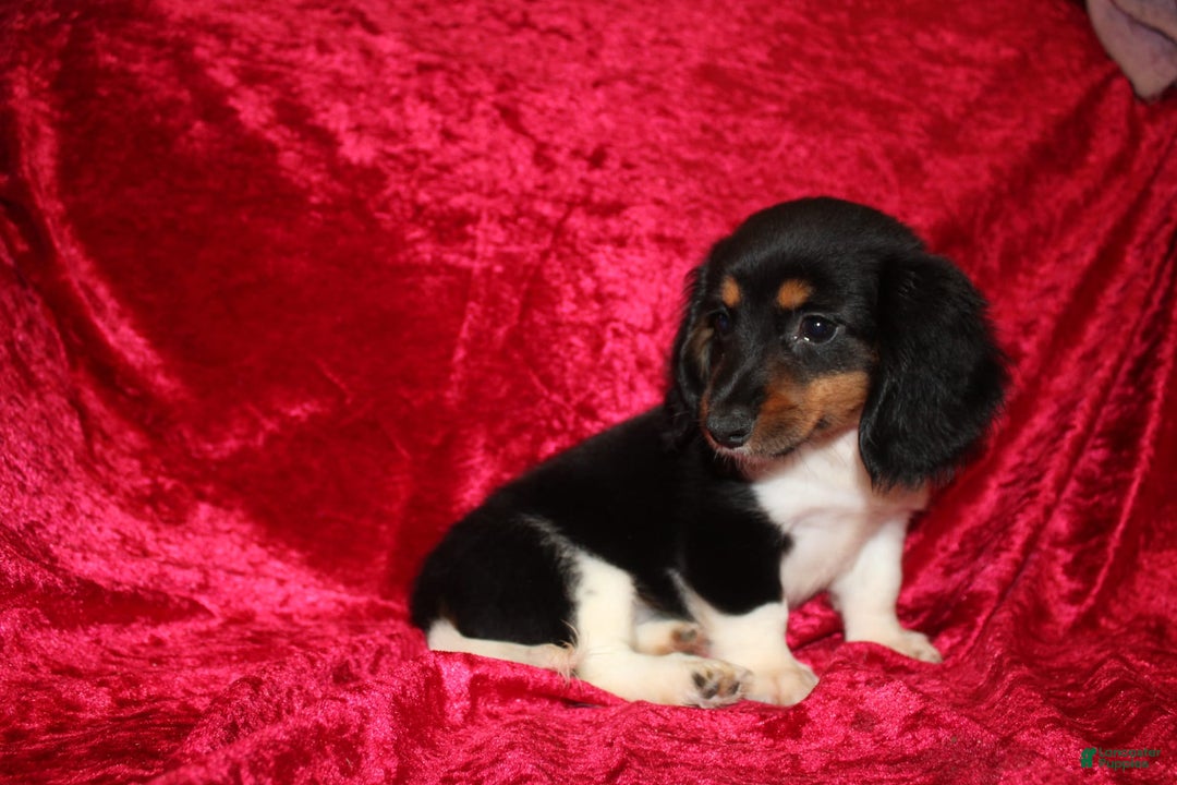 Miniature Dachshund dogs for sale: Casey - Image 11