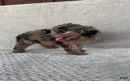 Mini Aussiedoodle dogs for sale: Hazel - Image 1