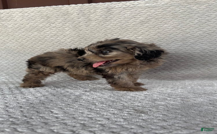 Mini Aussiedoodle dogs for sale - Ad 2