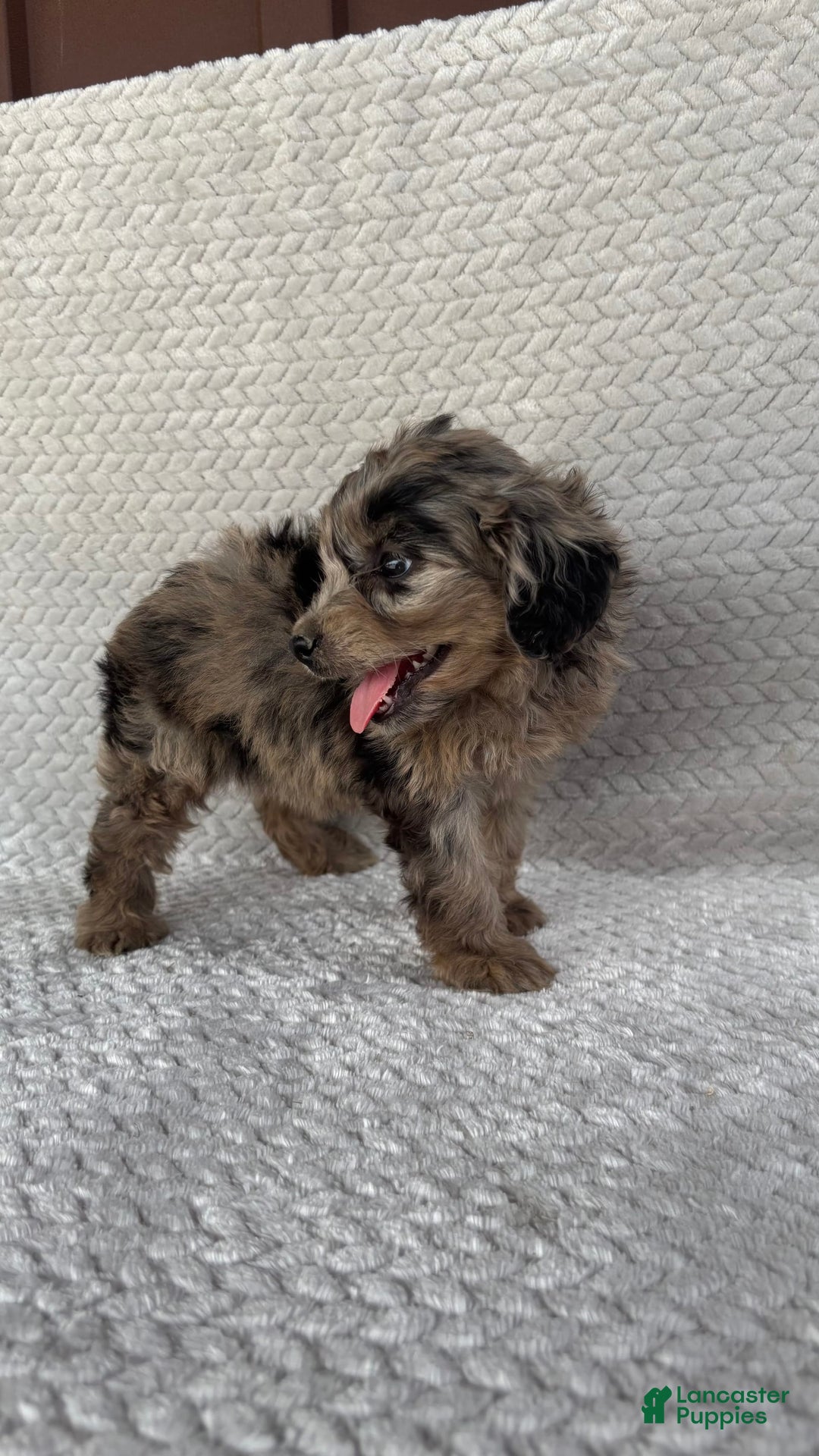 Mini Aussiedoodle dogs for sale: Hazel - Image 1