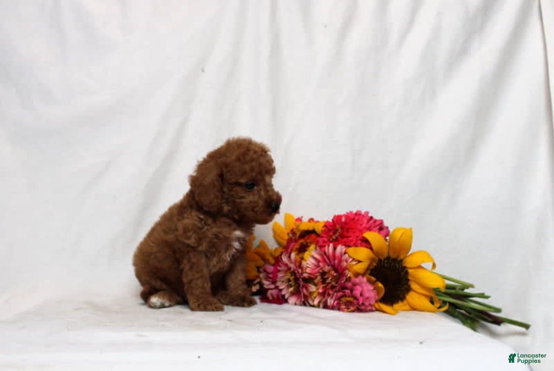 Mini Goldendoodle dogs for sale: Balloon - Image 3