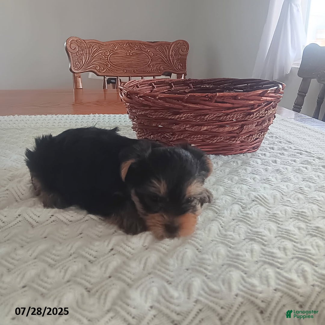 Yorkshire Terrier dogs for sale: Ted - Image 4