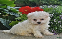 Havanese dogs for sale: Oliver - Image 2