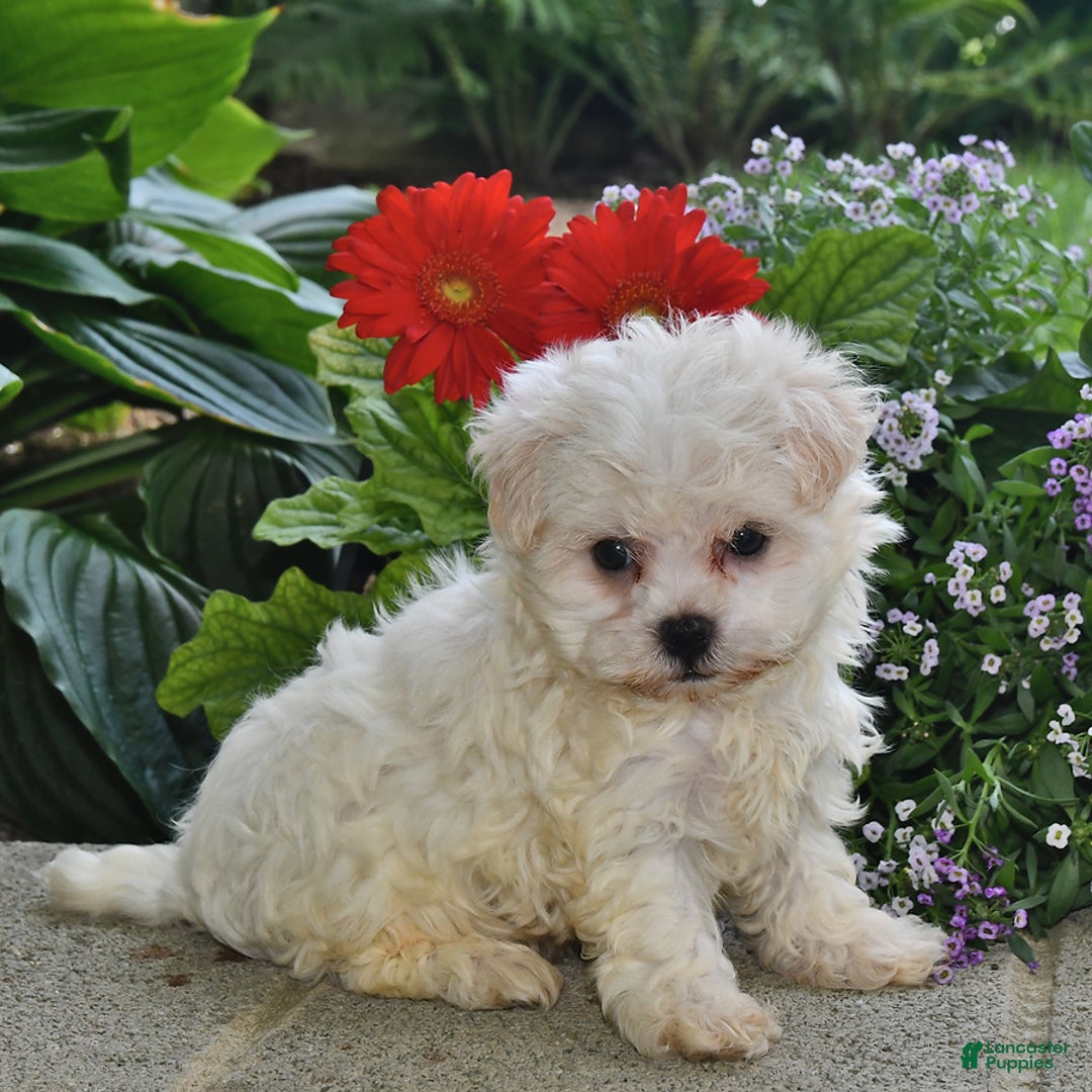 Havanese dogs for sale: Oliver - Image 2