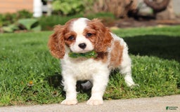 Cavalier King Charles Spaniel dogs for sale: Shiloh - Image 7