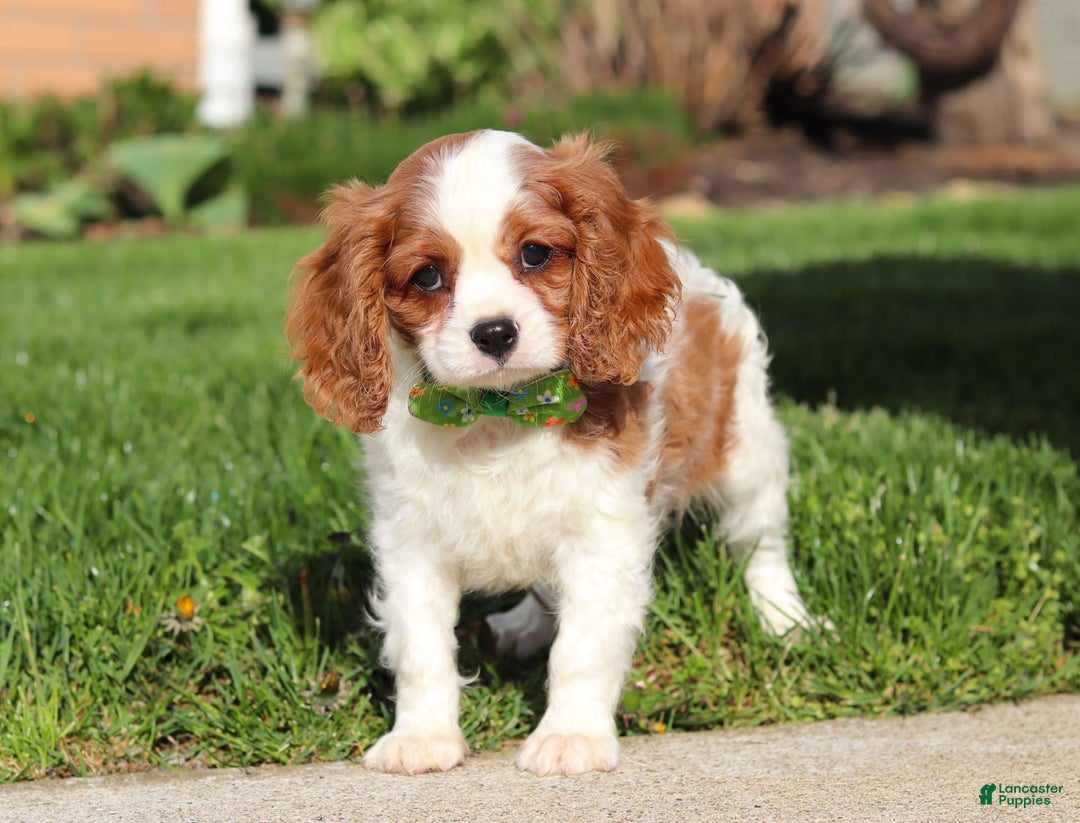 Cavalier King Charles Spaniel dogs for sale: Shiloh - Image 7