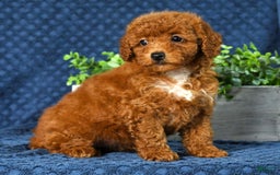 Cavapoo dogs for sale: Felicia - Image 2
