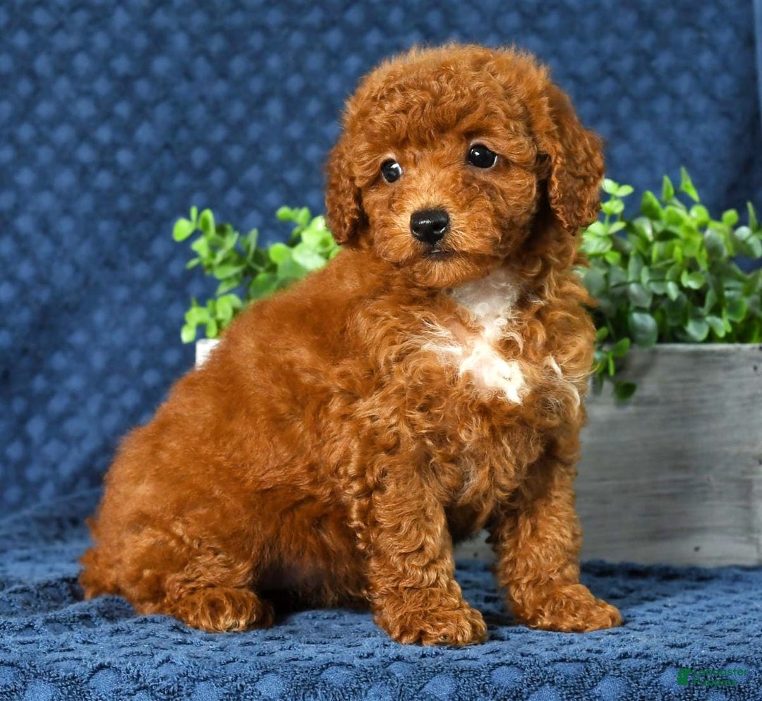Cavapoo dogs for sale: Felicia - Image 2