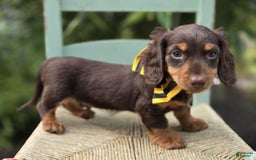 Miniature Dachshund dogs for sale: Toby - Image 1