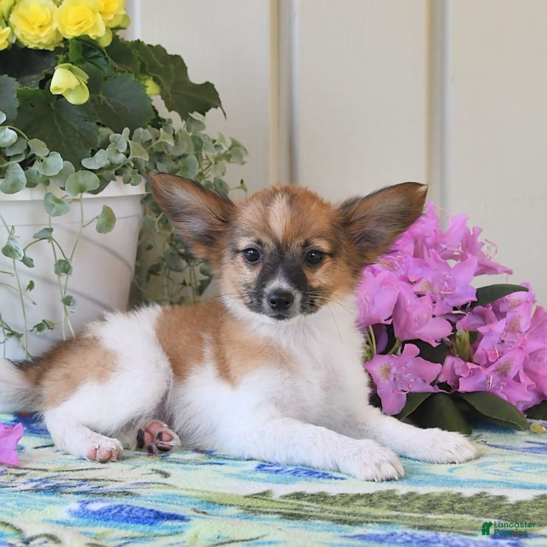 Papillon dogs for sale: Pluto - Image 16
