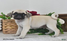 Puggle dogs for sale: Stardust - Image 3