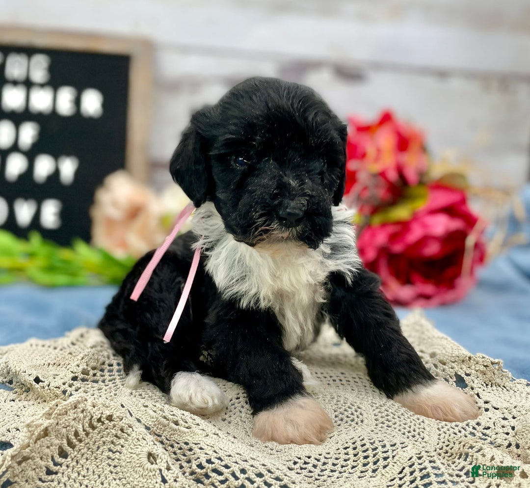 Portuguese Water Dog dogs for sale: Taylor - Image 14
