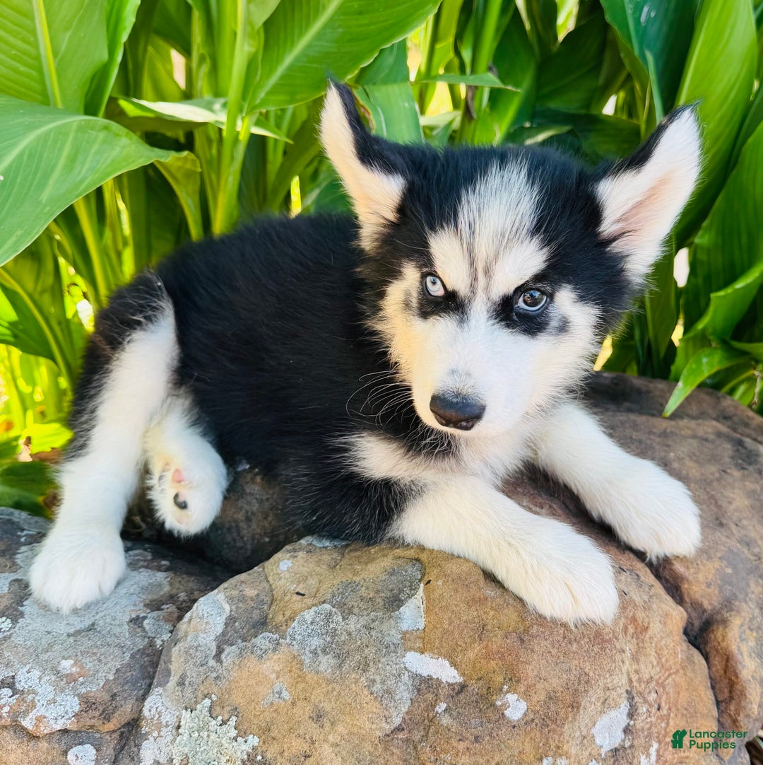 Siberian Husky dogs for sale: Stetson - Image 6