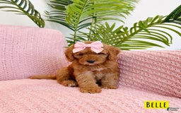 Mini Goldendoodle dogs for sale: Petite Belle - Image 8