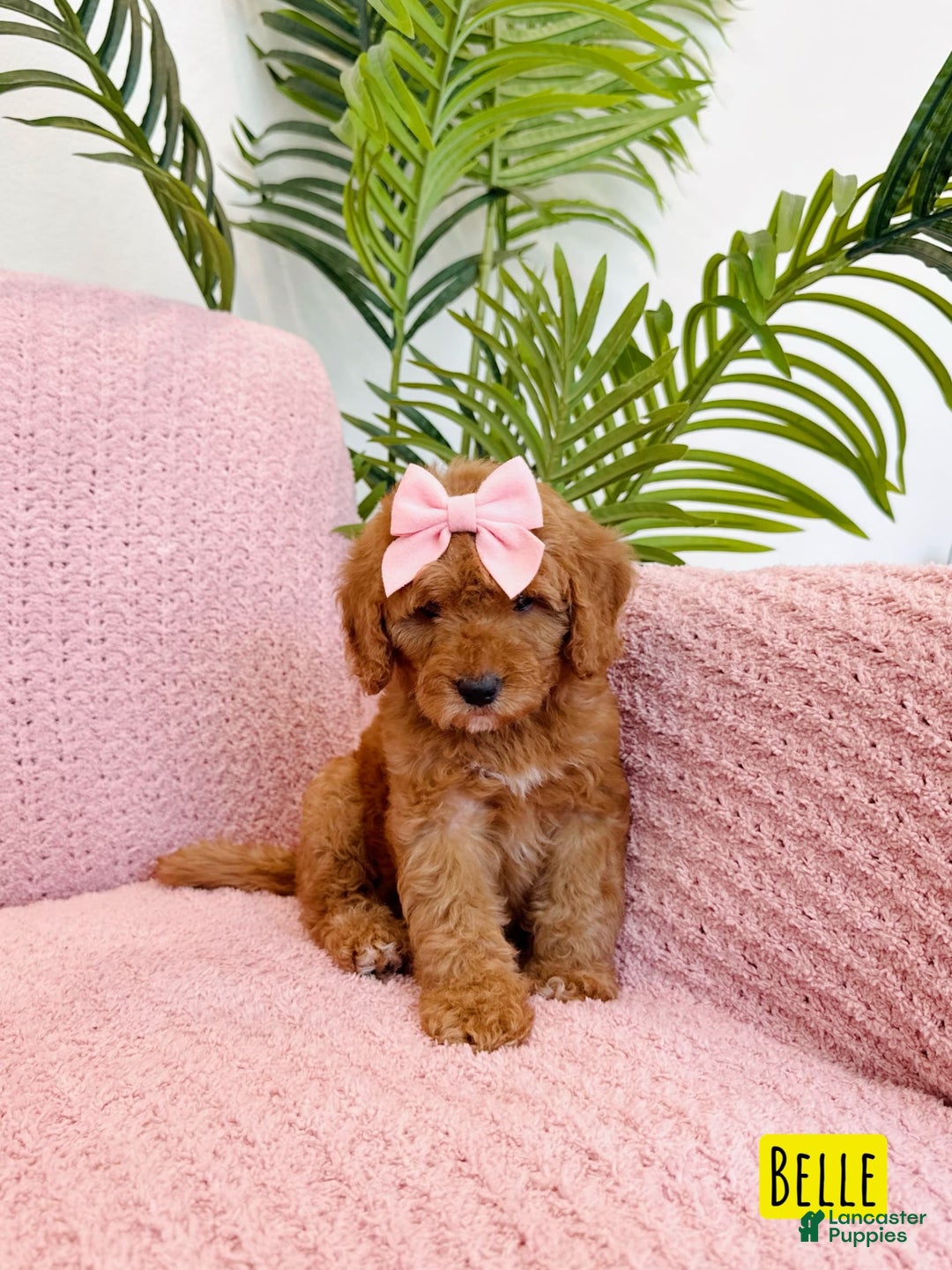 Mini Goldendoodle dogs for sale: Petite Belle - Image 8