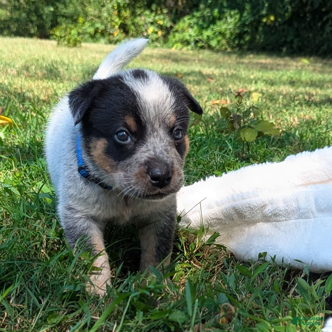Australian Cattle Dog dogs for sale: Ricky - Image 1
