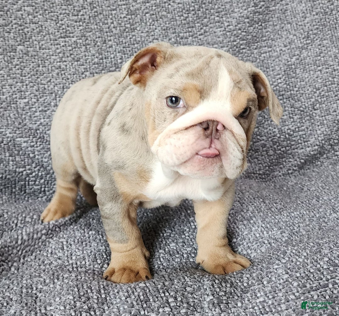 English Bulldog dogs for sale: Ollie - Image 11