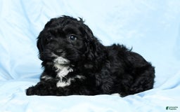 Cockapoo dogs for sale: Valerie - Image 2