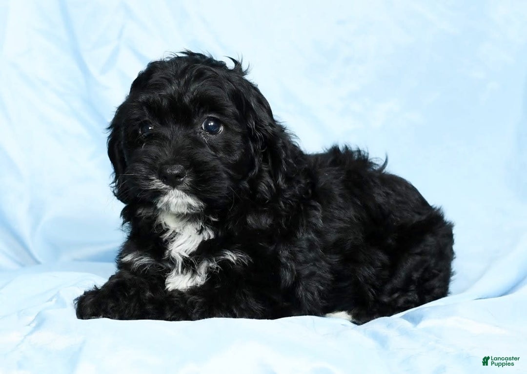 Cockapoo dogs for sale: Valerie - Image 2
