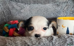 Biewer Terrier dogs for sale: Mandy - Image 1