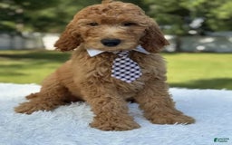 Goldendoodle dogs for sale: Bingo - Image 2