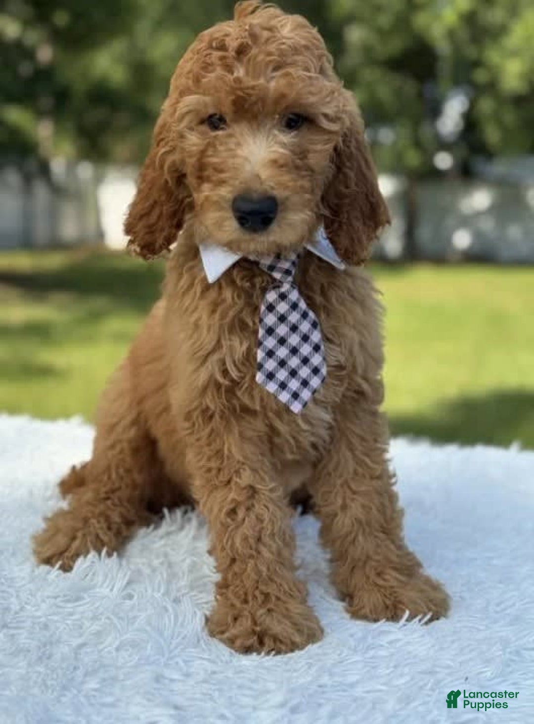 Goldendoodle dogs for sale: Bingo - Image 2