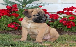 Cane Corso dogs for sale: Dunkin - Image 2
