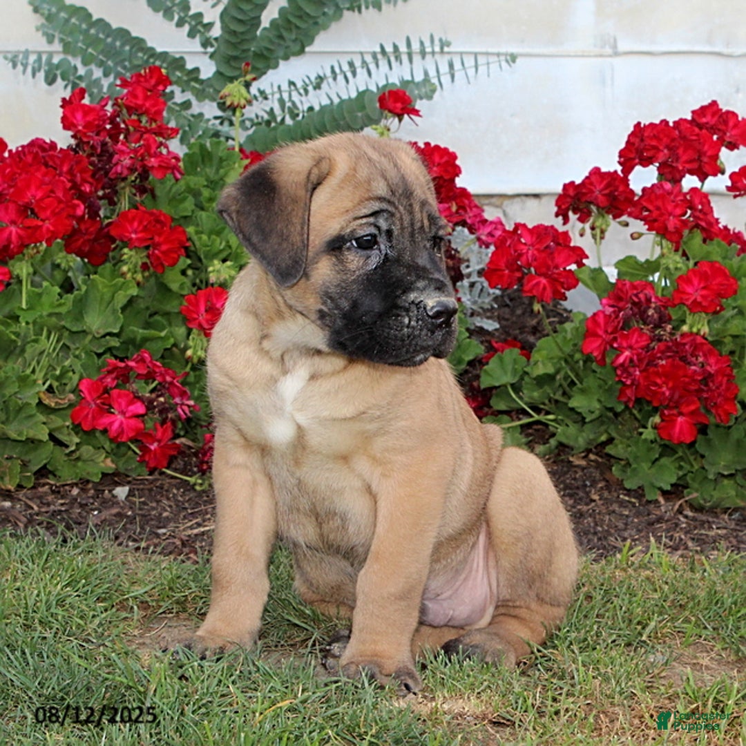 Cane Corso dogs for sale: Dunkin - Image 2