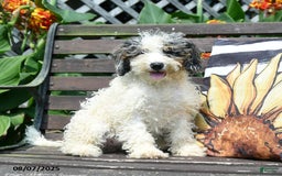 Mini Bernedoodle dogs for sale: Margo - Image 3
