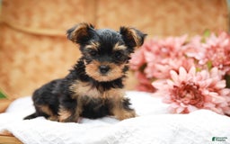 Yorkshire Terrier dogs for sale: Lillian Teacup - Image 5