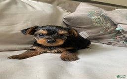 Yorkshire Terrier dogs for sale: Max - Image 8