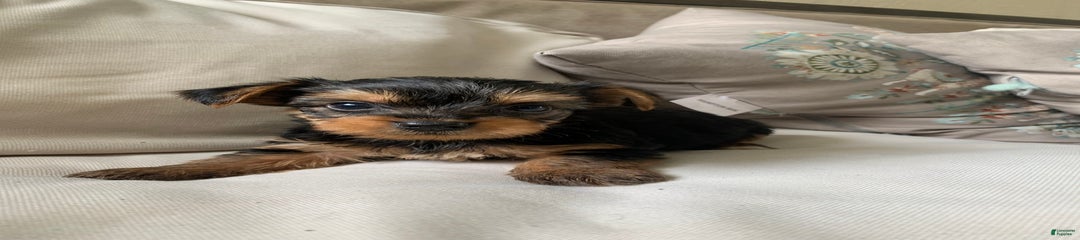 Max