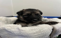 German Shepherd dogs for sale: Cedar - Image 8