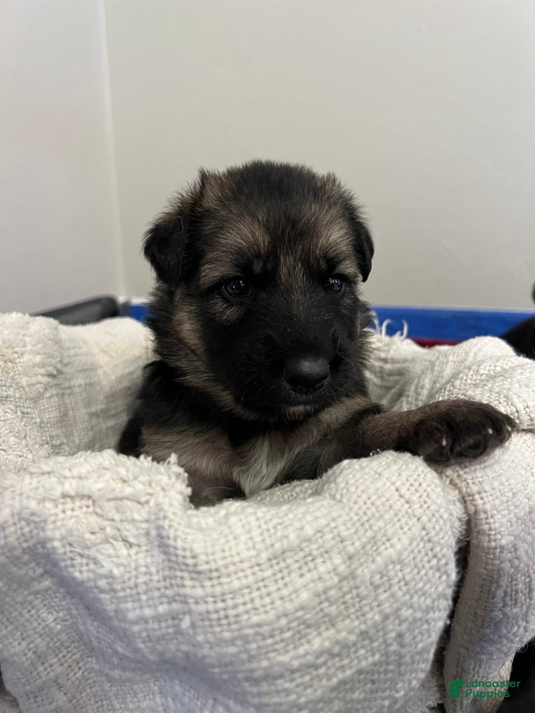 German Shepherd dogs for sale: Cedar - Image 8