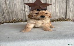 Mini Goldendoodle dogs for sale: Angie - Image 28