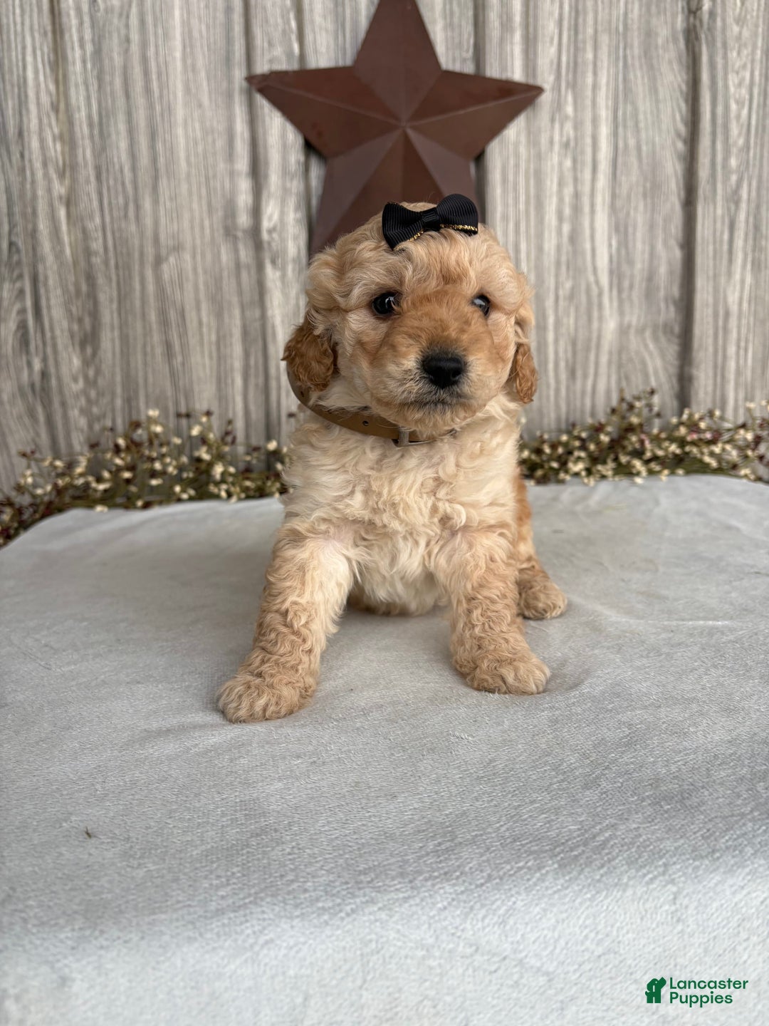 Mini Goldendoodle dogs for sale: Angie - Image 28
