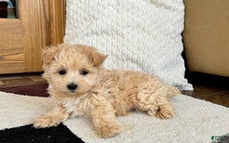 Maltipoo dogs for sale: Jerry - Image 4