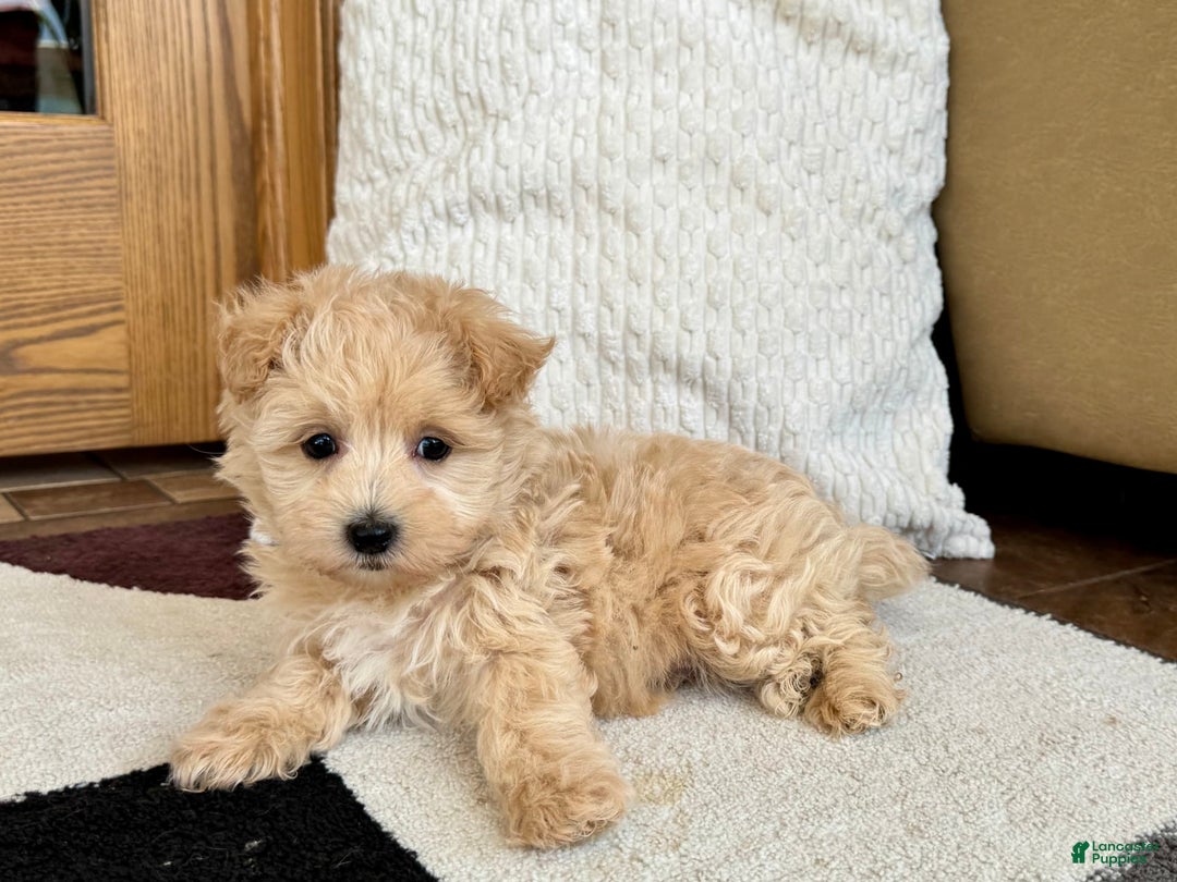 Maltipoo dogs for sale: Jerry - Image 4