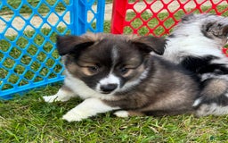 Australian Shepherd dogs for sale: Gizmo - Image 2