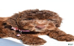 Mini Aussiedoodle dogs for sale: Espresso - Image 2