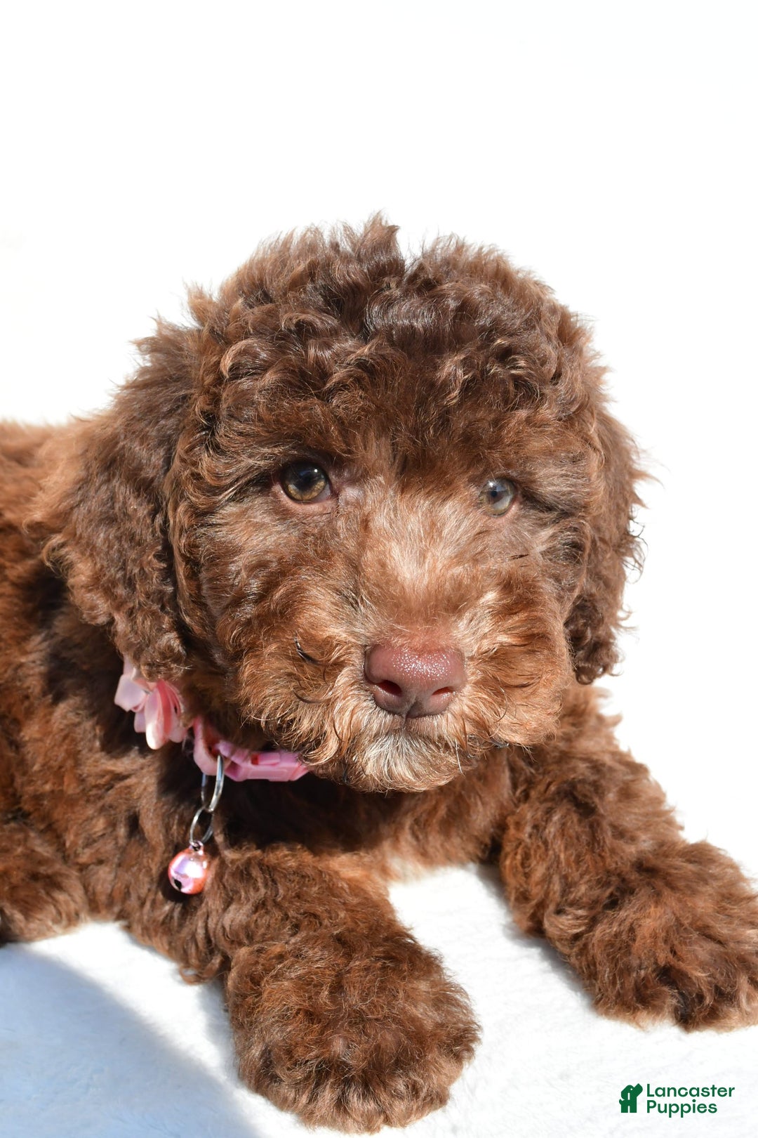 Mini Aussiedoodle dogs for sale: Espresso - Image 2